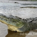 crocodile_american_tar_h_1121_cos2069.jpg